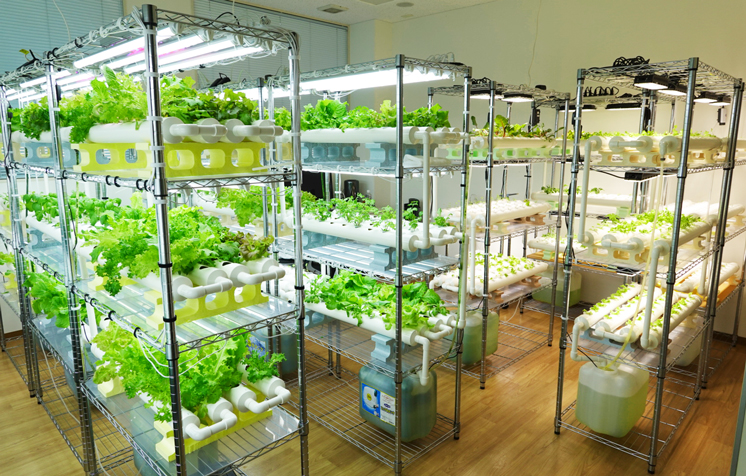 独自の水耕栽培室