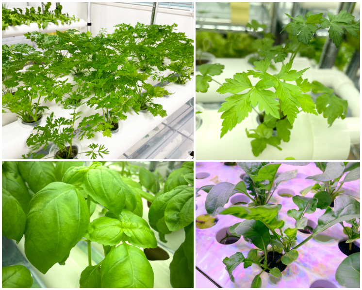 水耕栽培ハーブ系野菜