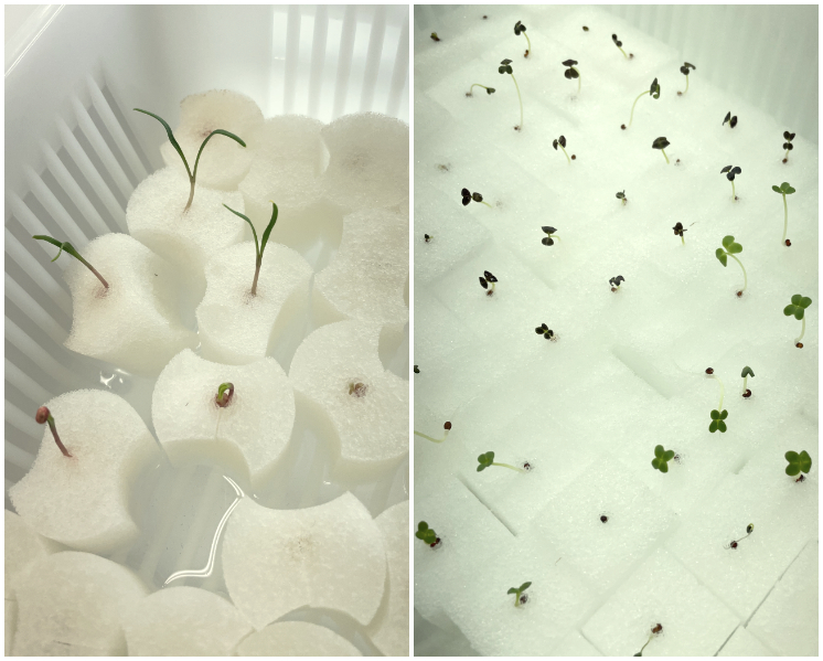 全て種から育てております