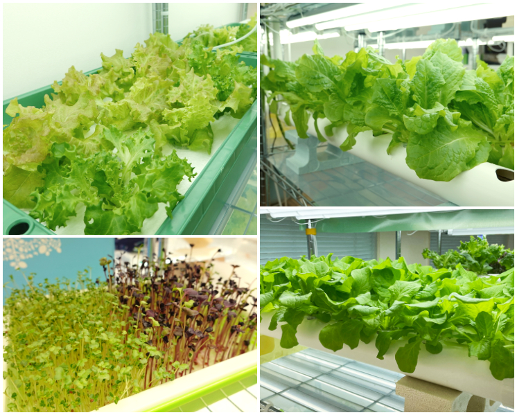 水耕栽培野菜